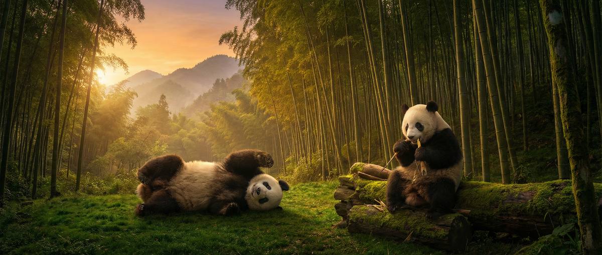 寻欢动物写真视频社区